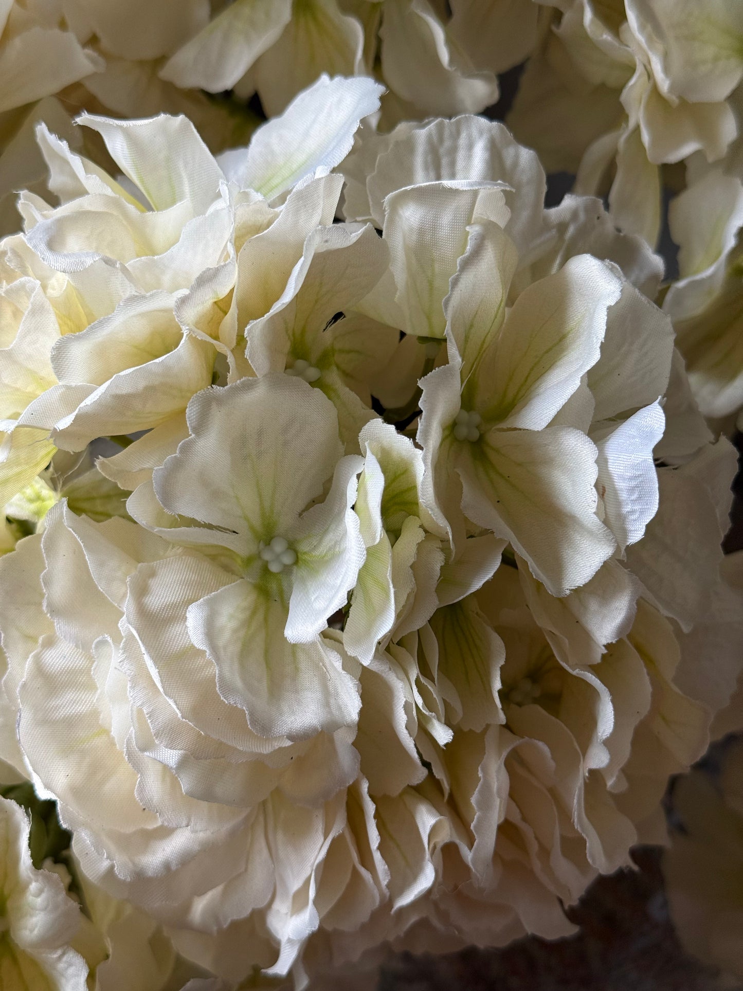 Close-up of creamy white hydrangea flowers